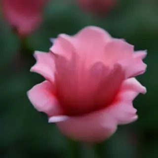 A close-up macro shot of a single dewdrop on a rose petal, s