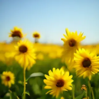 A field of pure sunflower yellow flowers under a clear blue 