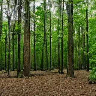 A forest scene where the foliage is precisely #2D5F2D (dark 