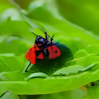 A ladybug sitting on a large green leaf, shown at realistic 