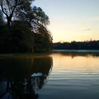 A row of trees reflected in a calm lake at sunset, with the 