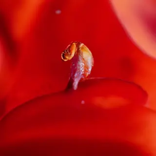 A close-up macro shot of a single dewdrop on a rose petal, s