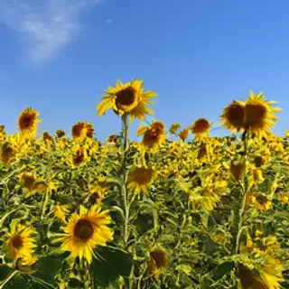 A field of pure sunflower yellow flowers under a clear blue 