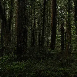 A forest scene where the foliage is precisely #2D5F2D (dark 