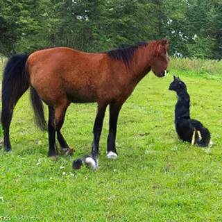 A big brown horse, a small white rabbit, and a medium-sized 