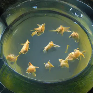 Exactly 9 goldfish swimming in a large round fishbowl