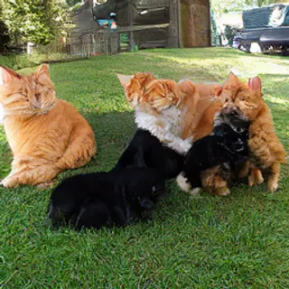 2 orange cats and 3 black dogs sitting together on a grassy 