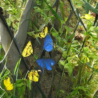 1 blue butterfly and 3 yellow butterflies resting on a garde