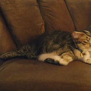 A cat lying on a couch without a collar