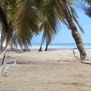 A sandy beach with palm trees, seashells, and a beach umbrel