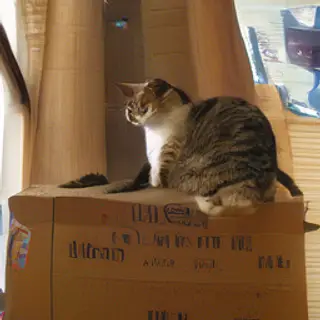 A cat sitting on top of a cardboard box