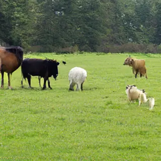 Five animals in a field: a horse on the far left, a cow to t
