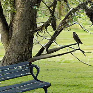 A bird perched on a branch, the branch extending from a tree