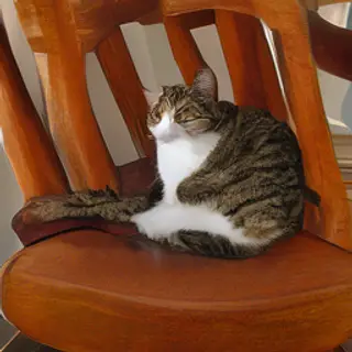A cat sitting on a pillow, the pillow placed on a wooden cha