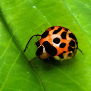 A ladybug sitting on a large green leaf, shown at realistic 