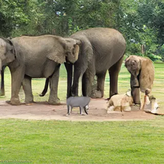 A group photo of an elephant, a horse, a dog, a cat, and a m