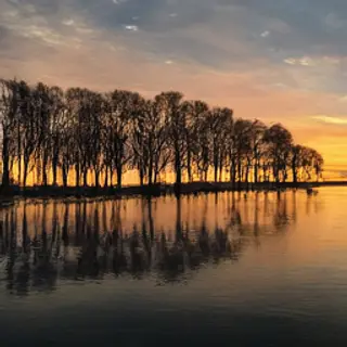 A row of trees reflected in a calm lake at sunset, with the 