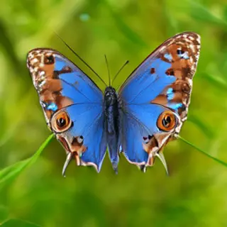 A Morpho menelaus butterfly with accurate iridescent blue do
