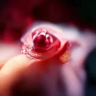 A close-up macro shot of a single dewdrop on a rose petal, s