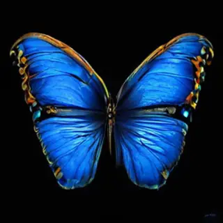 A Morpho menelaus butterfly with accurate iridescent blue do