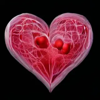 An anatomical illustration of the human heart showing four c