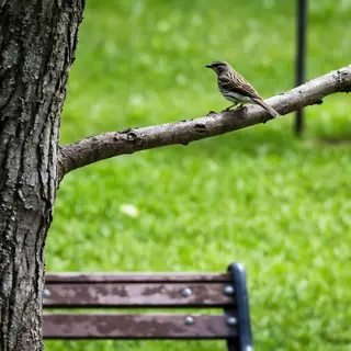 A bird perched on a branch, the branch extending from a tree