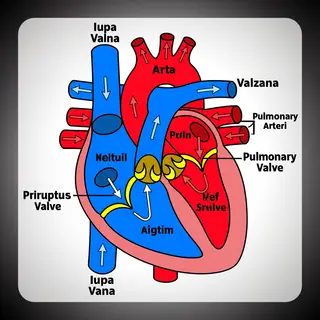 An anatomical illustration of the human heart showing four c
