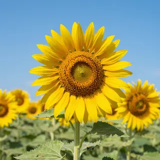 A field of pure sunflower yellow flowers under a clear blue 