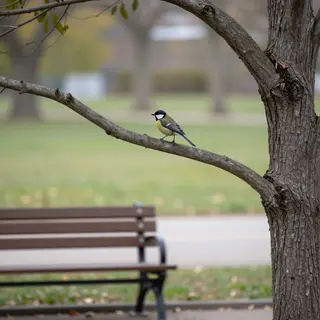 A bird perched on a branch, the branch extending from a tree