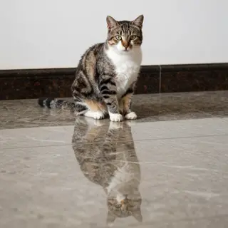 A cat sitting on a polished marble floor with its reflection
