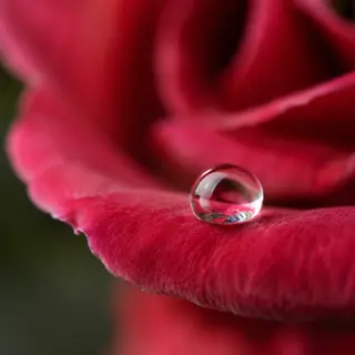 A close-up macro shot of a single dewdrop on a rose petal, s
