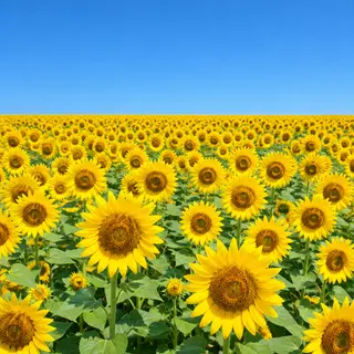 A field of pure sunflower yellow flowers under a clear blue 