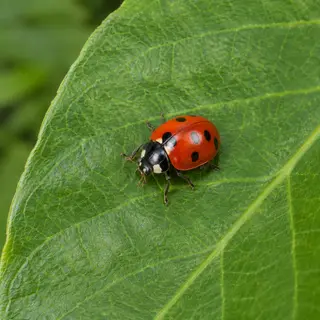 A ladybug sitting on a large green leaf, shown at realistic 