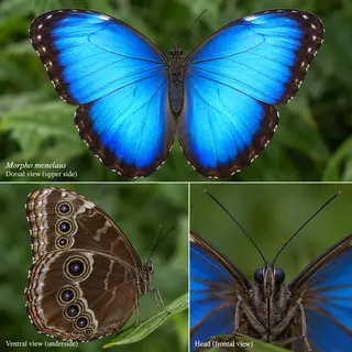 A Morpho menelaus butterfly with accurate iridescent blue do