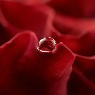 A close-up macro shot of a single dewdrop on a rose petal, s