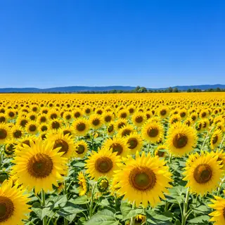A field of pure sunflower yellow flowers under a clear blue 