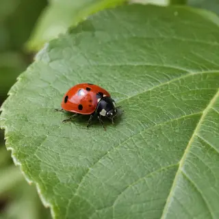 A ladybug sitting on a large green leaf, shown at realistic 
