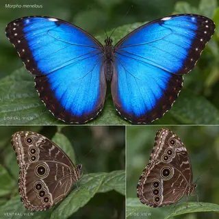 A Morpho menelaus butterfly with accurate iridescent blue do