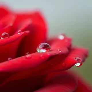 A close-up macro shot of a single dewdrop on a rose petal, s