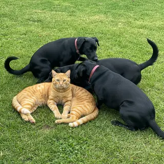 2 orange cats and 3 black dogs sitting together on a grassy 