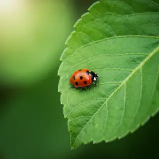 A ladybug sitting on a large green leaf, shown at realistic 