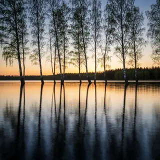 A row of trees reflected in a calm lake at sunset, with the 