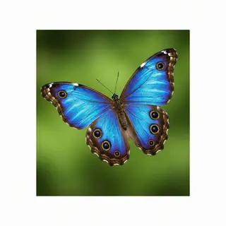A Morpho menelaus butterfly with accurate iridescent blue do