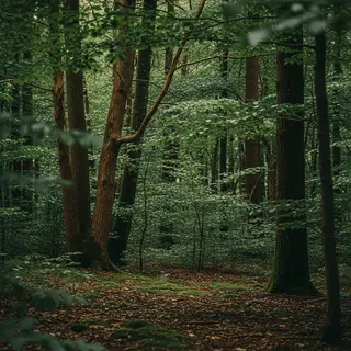 A forest scene where the foliage is precisely #2D5F2D (dark 