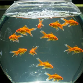 Exactly 9 goldfish swimming in a large round fishbowl