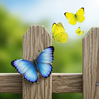 1 blue butterfly and 3 yellow butterflies resting on a garde