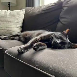 A cat lying on a couch without a collar