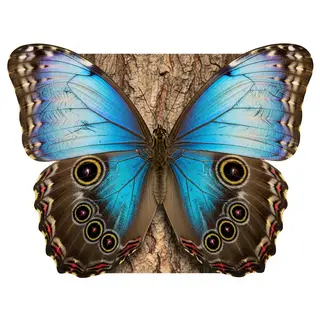 A Morpho menelaus butterfly with accurate iridescent blue do