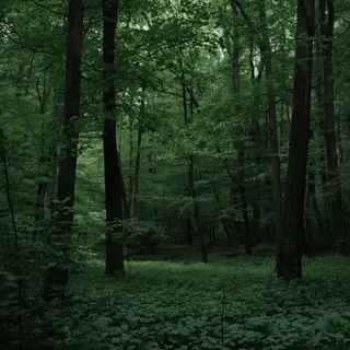 A forest scene where the foliage is precisely #2D5F2D (dark 
