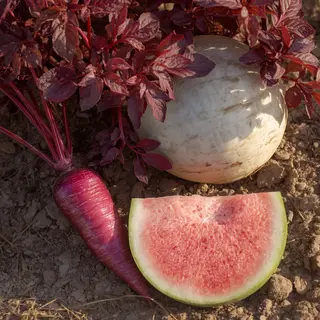 A purple carrot, a red tree with red leaves, and a white wat